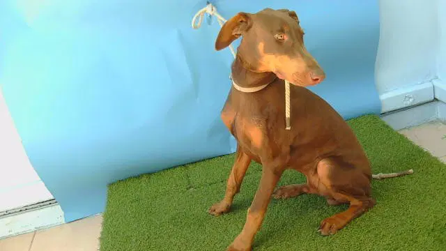 Unknown - Doberman Pinscher