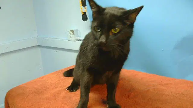 Unknown - Domestic Short Hair