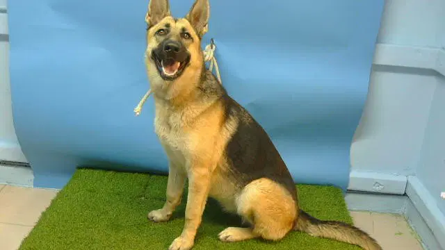 Buffy - German Shepherd Dog