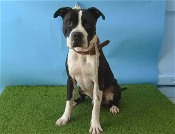 Unknown - Boxer