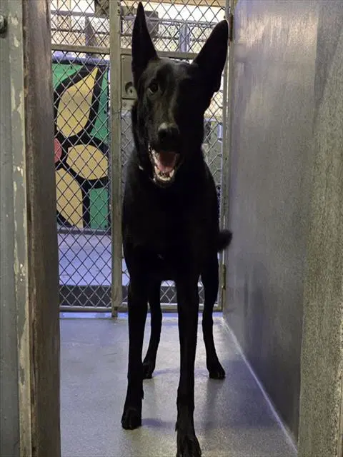 Kobe - German Shepherd Dog