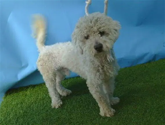 Unknown - Poodle (Miniature)