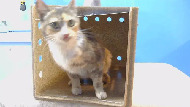 Momma - Domestic Short Hair