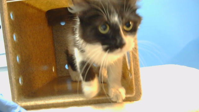 LOVE V