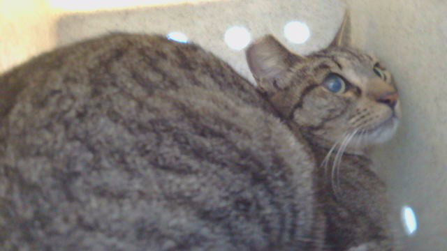 LILY