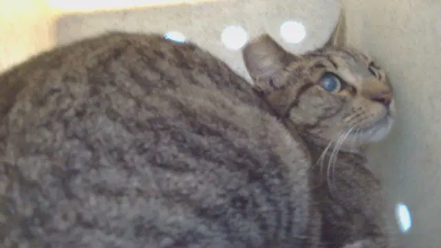 Lily - Domestic Short Hair