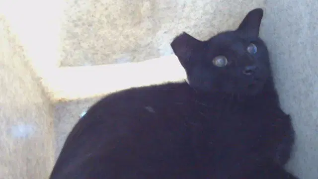 Bear - Domestic Short Hair