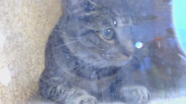 Momma - Domestic Short Hair