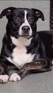 Tux - Bernese Mountain Dog