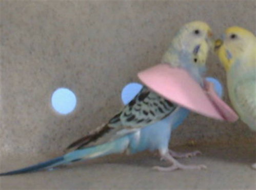 Leah, Parakeet - Other (medium coat)