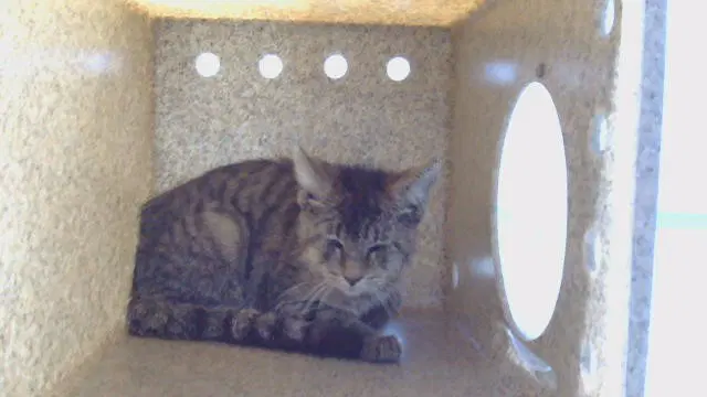 Luna - Domestic Short Hair