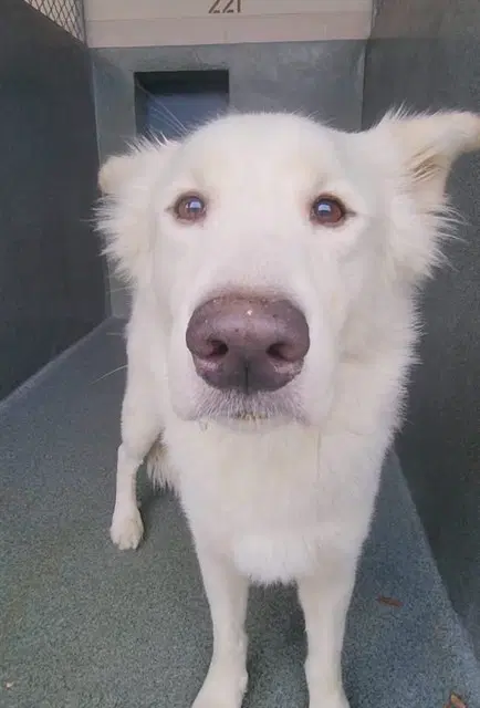Sisco - Labrador Retriever