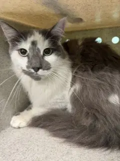 Mabo - Domestic Long Hair