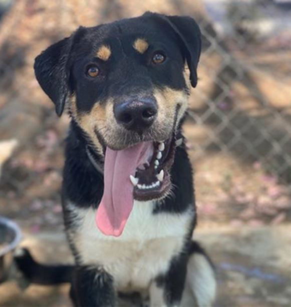 adoptable Dog in Baldwin Park, CA named Jello Biafra