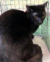 adoptable Cat in baldwin park, ca, CA named BERRY
