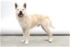 adoptable Dog in baldwin park, ca, CA named BENITO