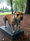 adoptable Dog in baldwin park, ca, CA named BILBO