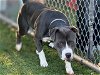 adoptable Dog in baldwin park, ca, CA named BLUE