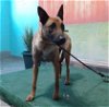 adoptable Dog in  named SAVVY