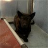 adoptable Dog in baldwin park, CA named APRIL