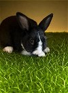 adoptable Rabbit in  named PEZ