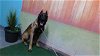 adoptable Dog in baldwin park, CA named APOLLO