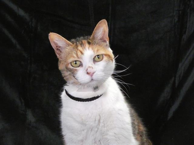 adoptable Cat in Baldwin Park, CA named BIGGIE