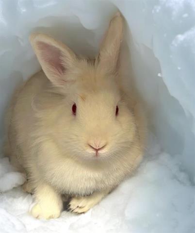 adoptable Rabbit in Baldwin Park, CA named JESSICA RABBIT