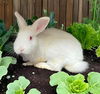 adoptable Rabbit in Baldwin Park, CA named SNOWBALL