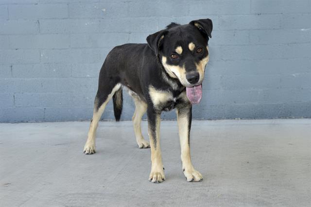 adoptable Dog in Baldwin Park, CA named BUNGIE