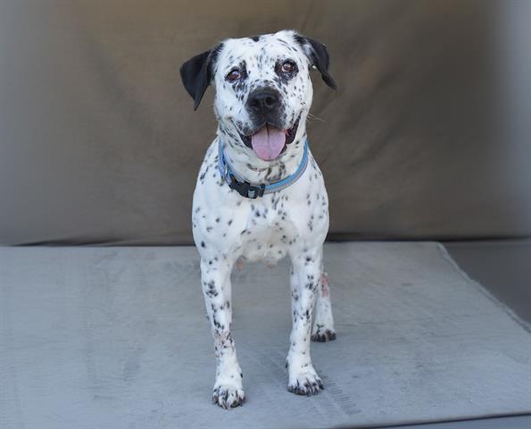 adoptable Dog in Baldwin Park, CA named OREO