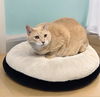 adoptable Cat in Baldwin Park, CA named RED