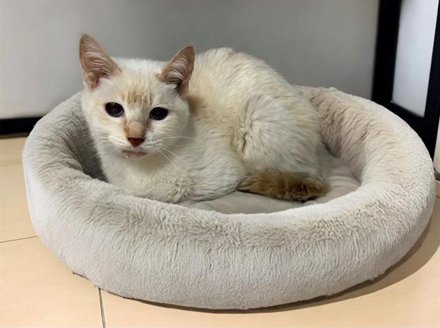 adoptable Cat in Baldwin Park, CA named GRETEL