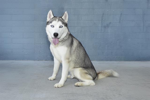 adoptable Dog in Baldwin Park, CA named DANDY