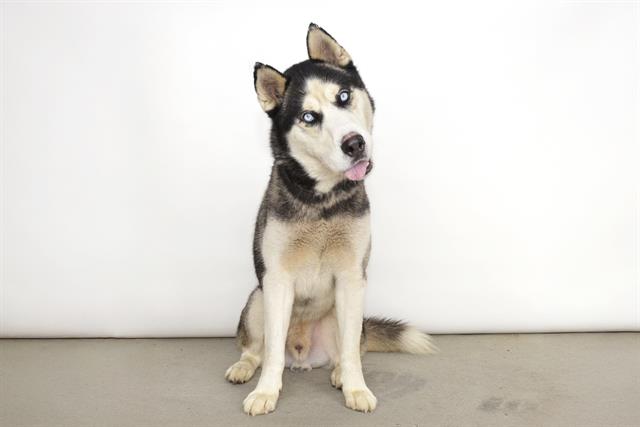 adoptable Dog in Baldwin Park, CA named LOBO