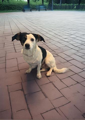 adoptable Dog in Baldwin Park, CA named OREO