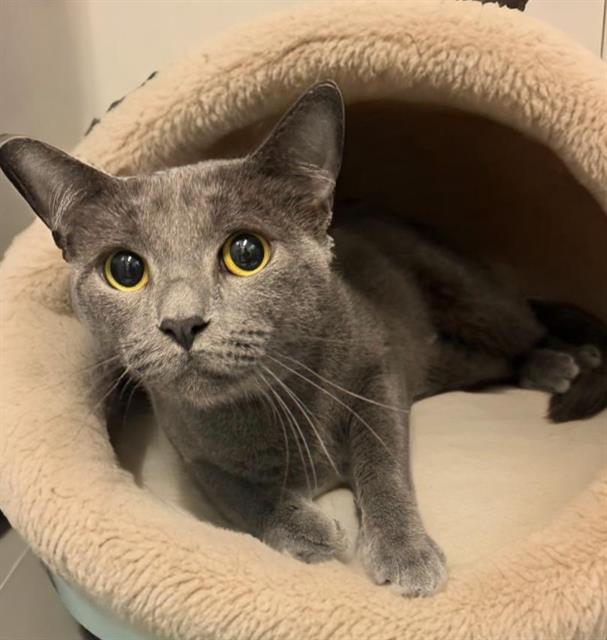 adoptable Cat in Baldwin Park, CA named BROOKLYN