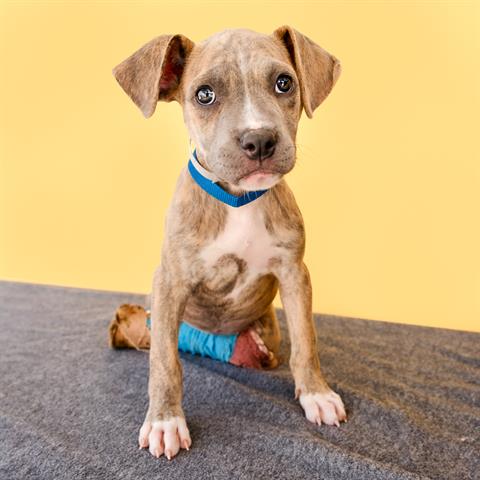 adoptable Dog in Baldwin Park, CA named SWEETIE PIE