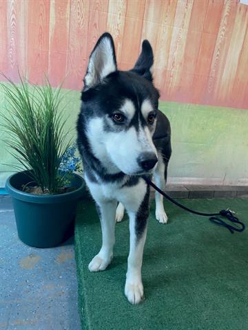 adoptable Dog in Baldwin Park, CA named SKATER