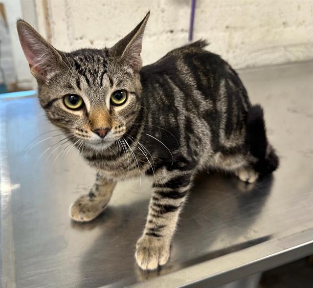 adoptable Cat in Baldwin Park, CA named BAS