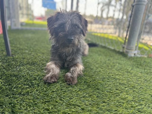 adoptable Dog in Baldwin Park, CA named BENJI