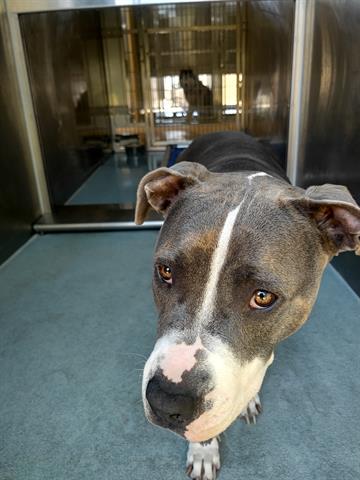 adoptable Dog in Baldwin Park, CA named LORETTA