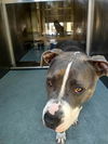 adoptable Dog in , CA named LORETTA