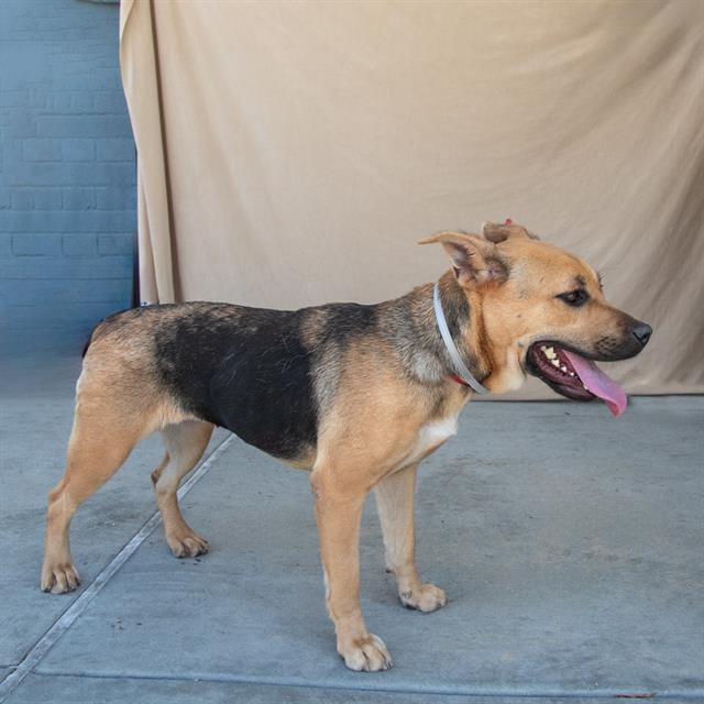 adoptable Dog in Baldwin Park, CA named ABBY