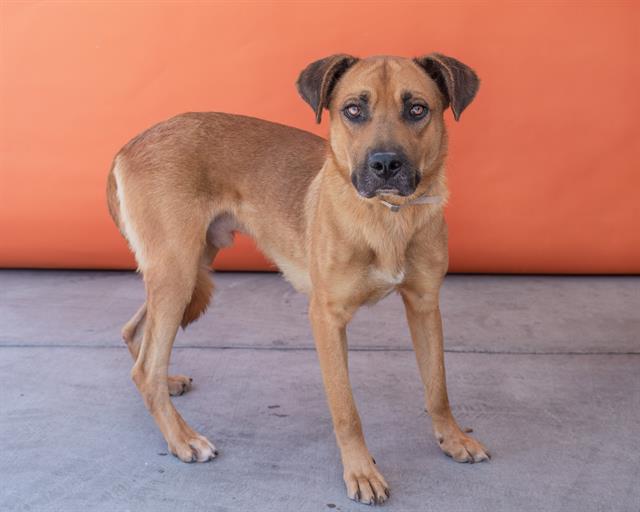 adoptable Dog in Baldwin Park, CA named BOB