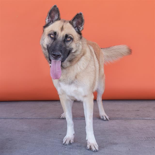 adoptable Dog in Baldwin Park, CA named COOKIE