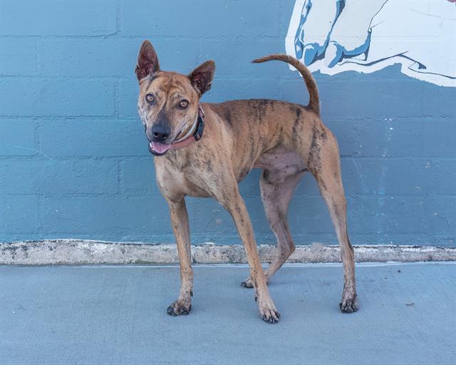 adoptable Dog in Baldwin Park, CA named DEVO