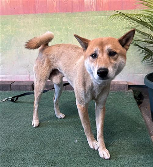 adoptable Dog in Baldwin Park, CA named SAM