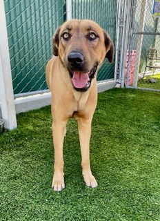 adoptable Dog in Baldwin Park, CA named GWENIVERE