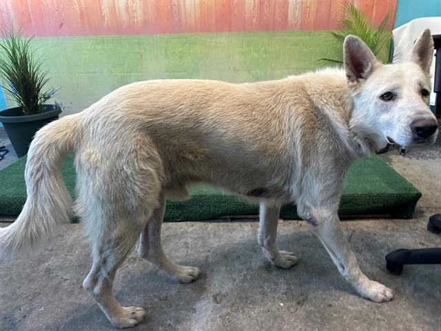 adoptable Dog in Baldwin Park, CA named JEFFEREY